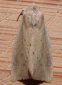 Linen Wainscot